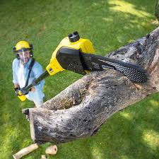 Best Tree Disease Treatment  in West Freehold, NJ