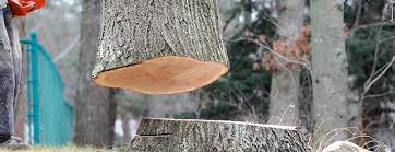 Best Storm Damage Tree Cleanup  in West Freehold, NJ
