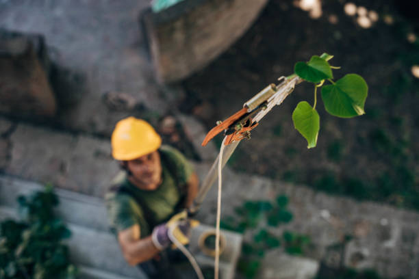 Best Weed Control  in West Freehold, NJ