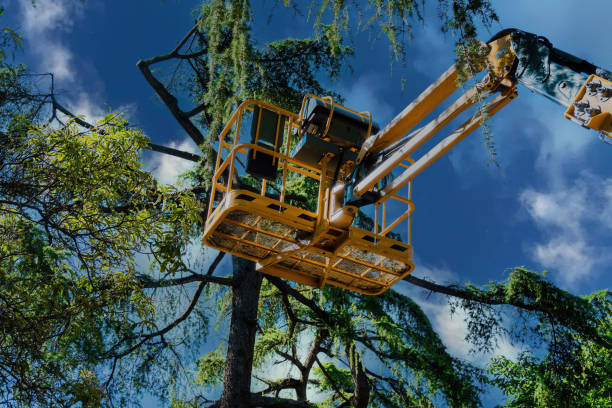 Best Emergency Tree Removal  in West Freehold, NJ