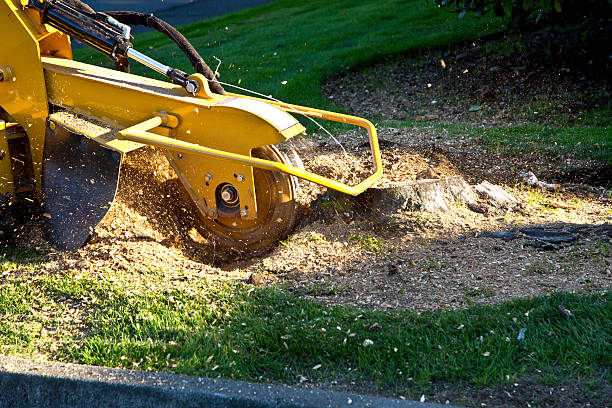 Best Organic Lawn Care Solutions  in West Freehold, NJ