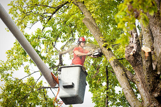 Best Firewood Processing and Delivery  in West Freehold, NJ